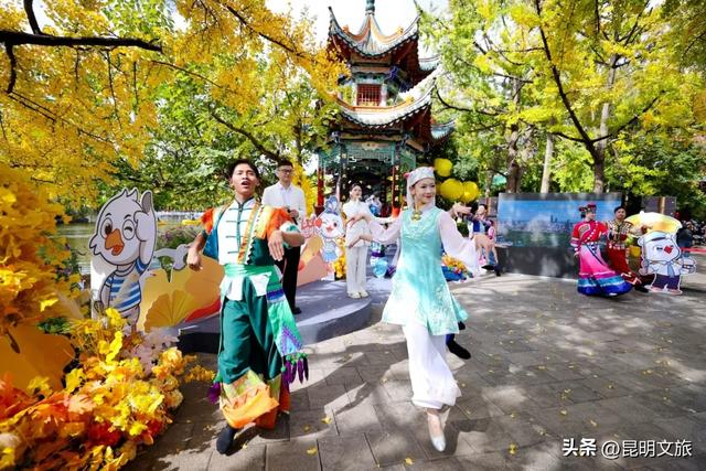 昆明五华赏杏观鸥全攻略!周五启幕!鸥舞翠湖+金黄杏叶,承包初冬浪漫