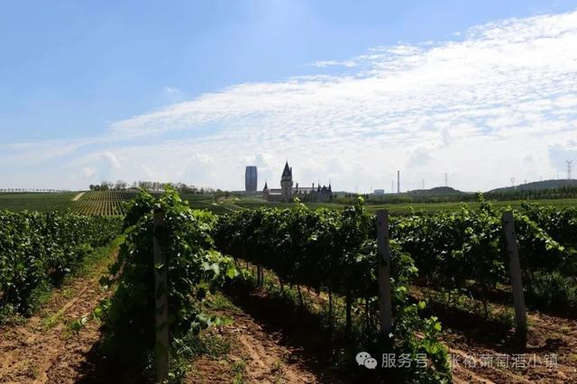 室外免费啦！烟台避暑家庭游圣地——张裕柳林河谷景区焕新升级