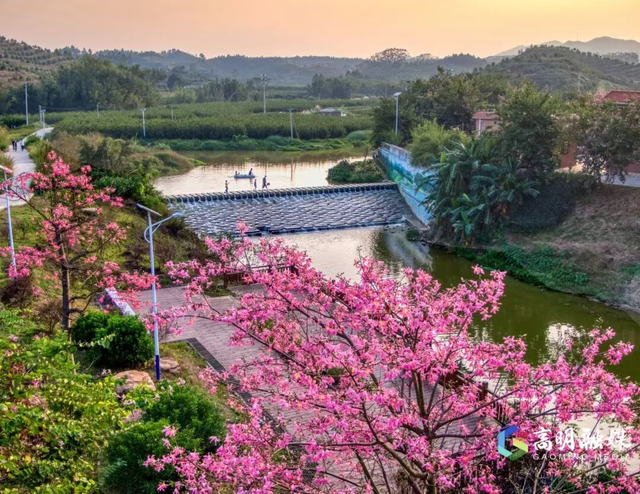 粉色异木棉盛放中！佛山五区这些观赏点，再不去就晚了