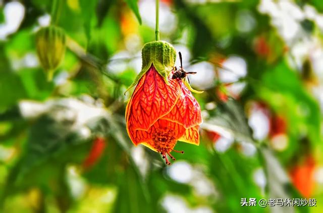 彭州白水河——避暑休闲好地方