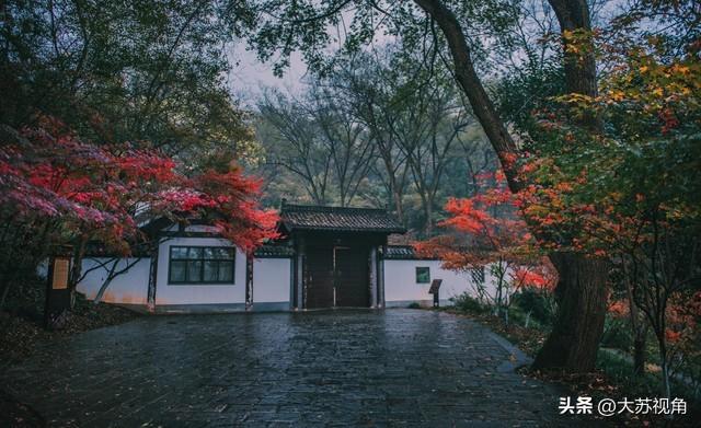 南京12月美到犯规！多个落羽杉打卡地+隐藏逛吃攻略，错过等一年