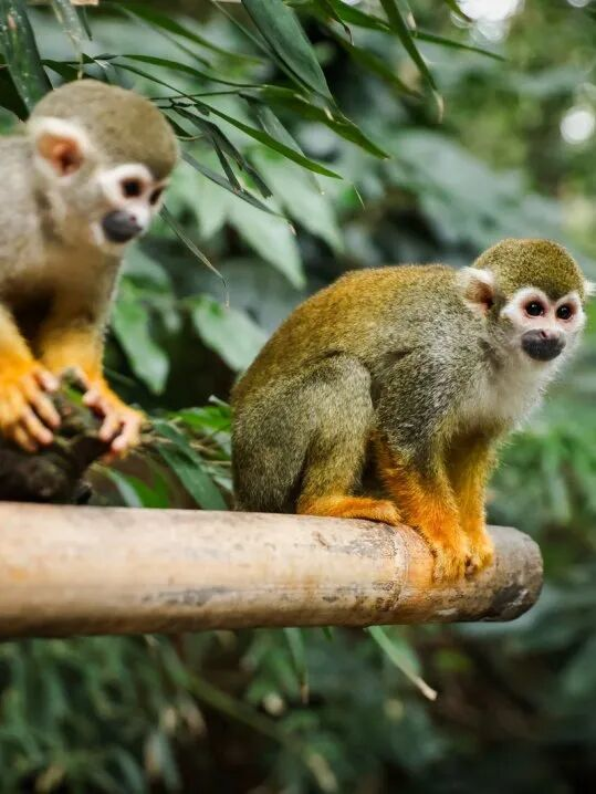 “秋假”开耍！带着小宝来雅安准没错！