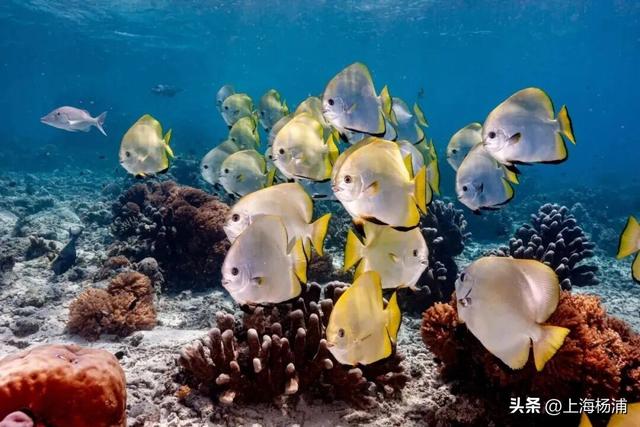 明年1月15日起！上海免签直飞仙本那