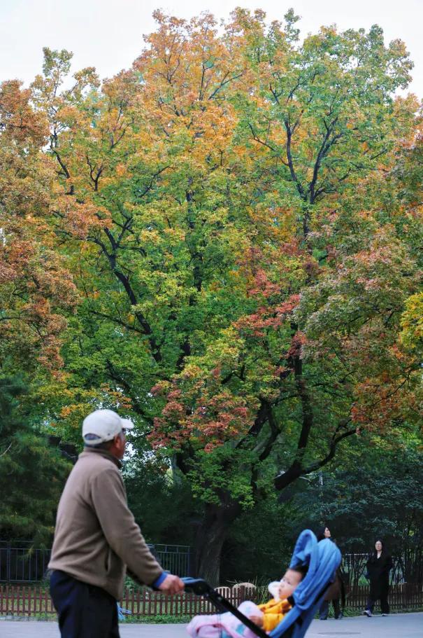 地坛银杏文化节明日开逛!秋日“赶集”天花板来啦→