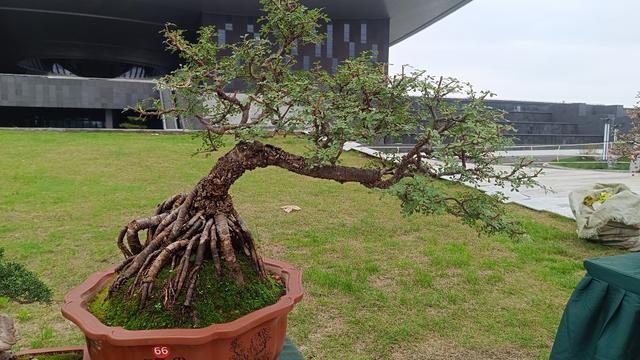 洛阳伊滨花境园缤纷世界等你来