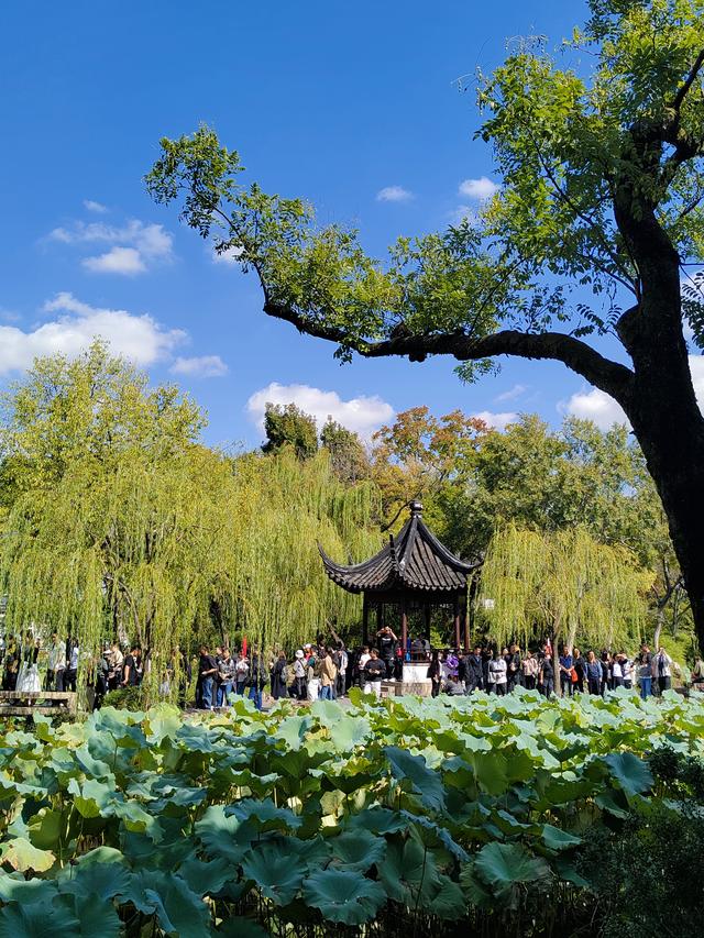 踏入苏州拙政园才懂得什么叫“一园藏尽江南梦”