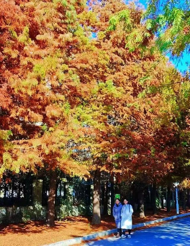 寻美薛城丨斑斓醉人！水杉披“红装”，冬日里的诗意画卷！