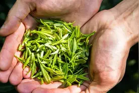 “昌世茶”出事，2亿的骗局，嗜血的金融茶！图片