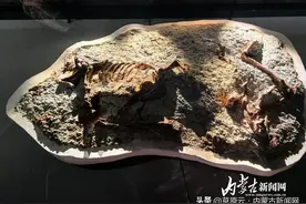 内蒙古“恐龙家族”再添新丁：“百年鸳鸯龙”成果发布图片