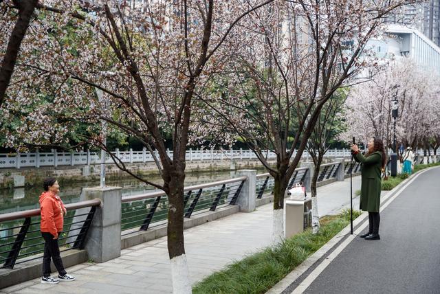 春满蓉城 花缀府河——东湖公园紫叶李盛放引市民赴春日之约