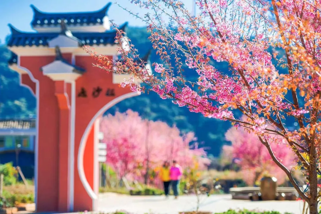 美疯了！高铁直达“四川小三亚”，花海开爆！草莓按盆吃，烧烤香迷糊！