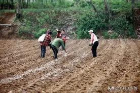 草木灰都有啥作用？哪些蔬菜喜欢草木灰？没有草木灰用什么代替？图片