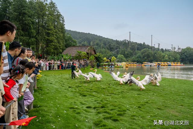 武汉野生动物王国“虎”力全开，国庆游客爆棚