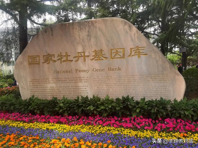 做几天洛阳人——游河南洛阳赏牡丹芬芳 总体概述(四)