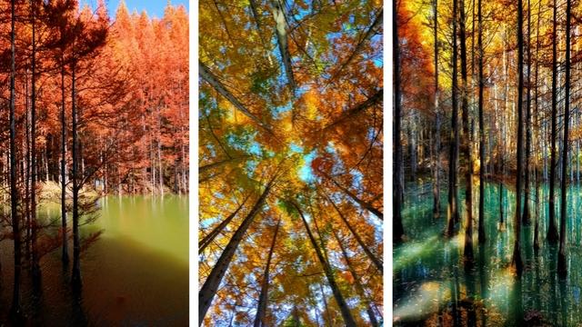 【联动宣传】别再问11月去哪了，来陇南吧！