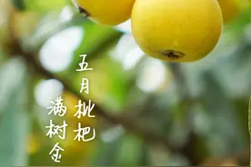 进入最佳品尝期！快来实现“枇杷自由”！图片