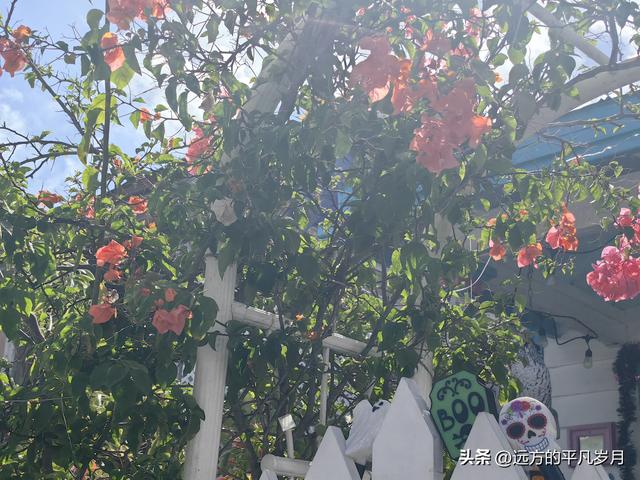 美国最南端的文艺小岛Key West(迈阿密游记四）