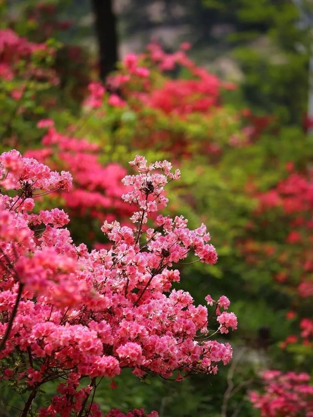 本周末！大珠山映山红进入赏花期