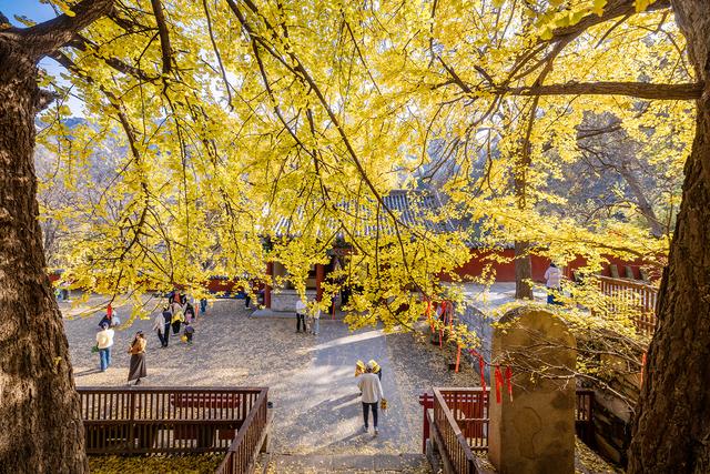 初冬玉泉寺金叶飘飘