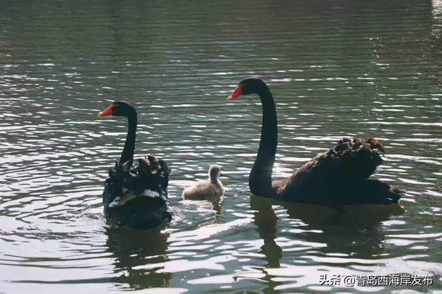 又美又可爱的西海岸!总要来一次!