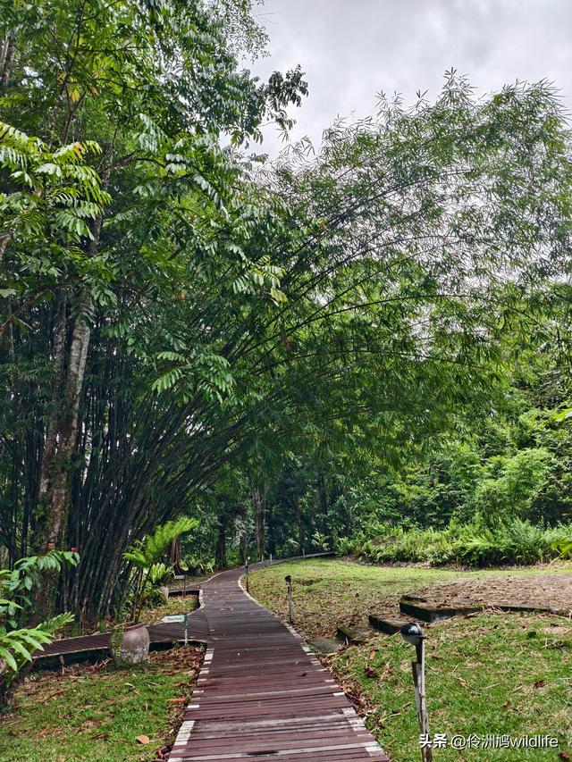 马来西亚(30)砂拉越州④姆鲁山徒步线路