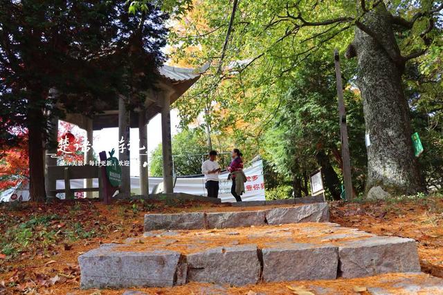 浙江宁波四明山深处的秘境，近50株古树营造油画般的风景，很好玩
