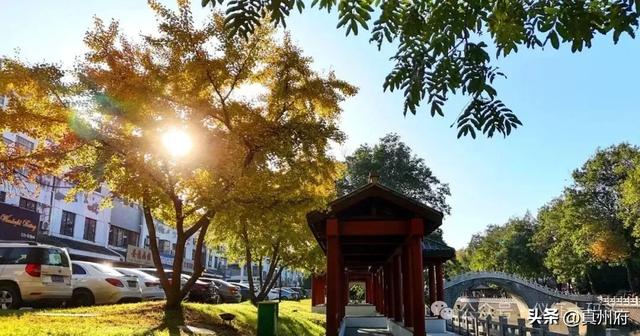 仪征这里的银杏美景醉全城