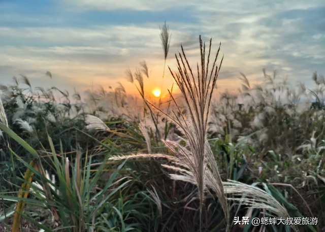 超绝的杭州“唐代泽”，已成秋冬打卡地，芦花翻滚，美不胜收！