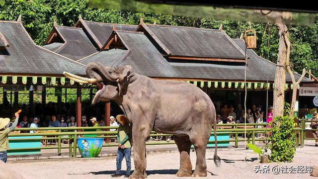 每日一景|西双版纳野象谷风景区