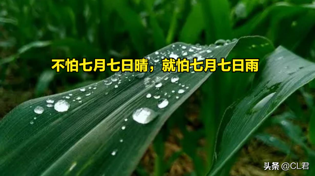 “不怕七月七日晴，就怕七月七日雨”，今日七月初七，有何说法？