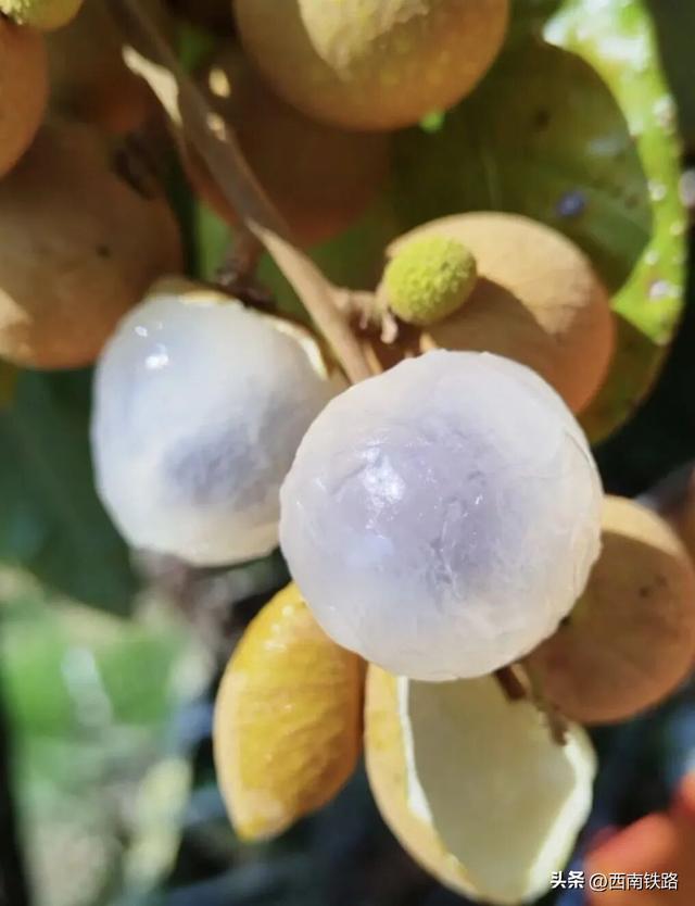 动车直达水果之乡，这个国庆“躺吃躺玩”