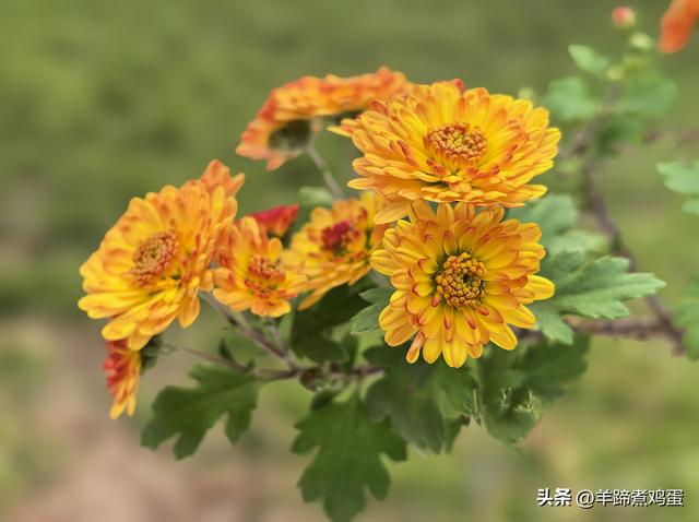 秋风独宠一园菊，晚来香艳出樊篱——北京北海公园2025年菊花展