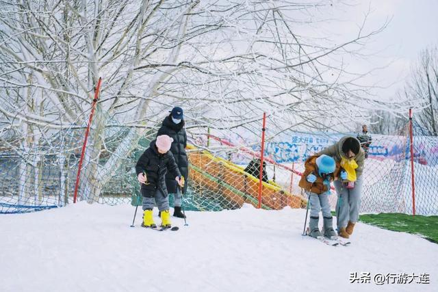 除了海，大连冬日“顶流”竟然是它们？