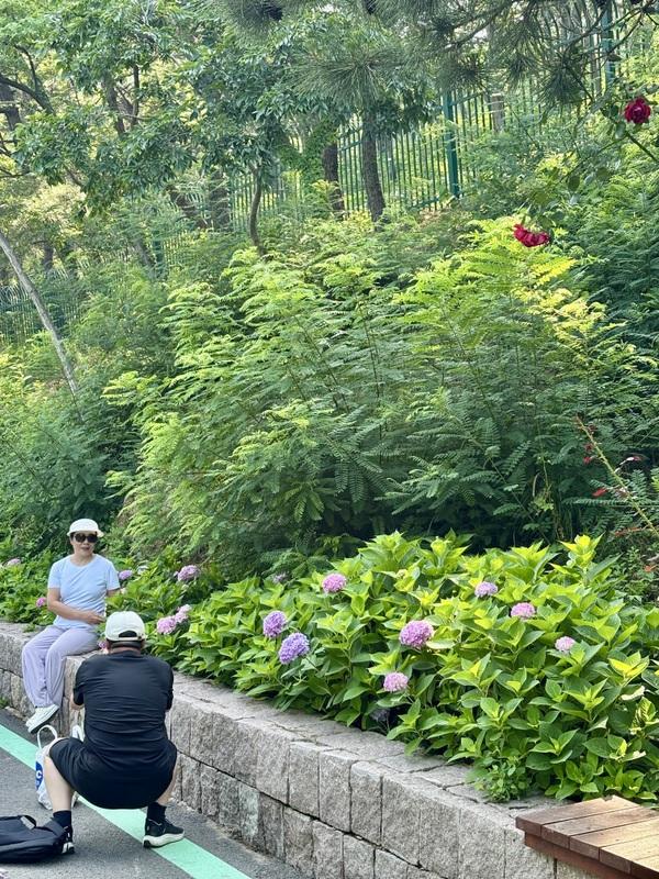一座藏在青岛主城区内的森林氧吧