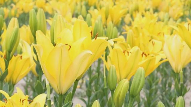 30余万株百合花盛放青格达湖畔~~~