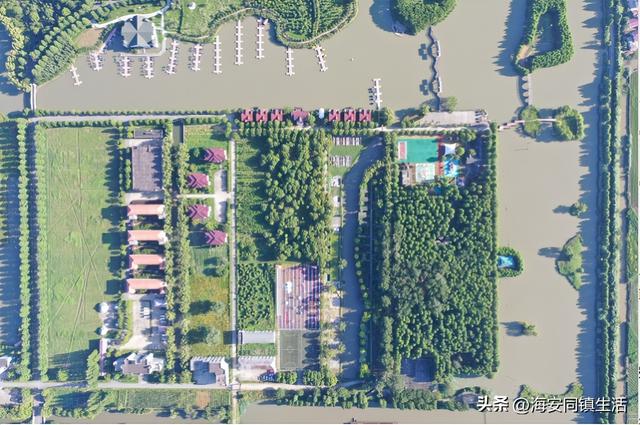 2025年海安云上森林超大规模网红粉黛花海+花海鹿群