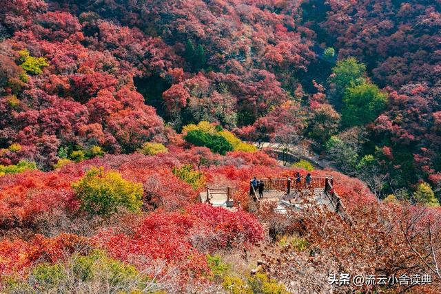 黄栌，被称为“皇帝树”，是它撑起香山红叶的美，秋天的颜值担当