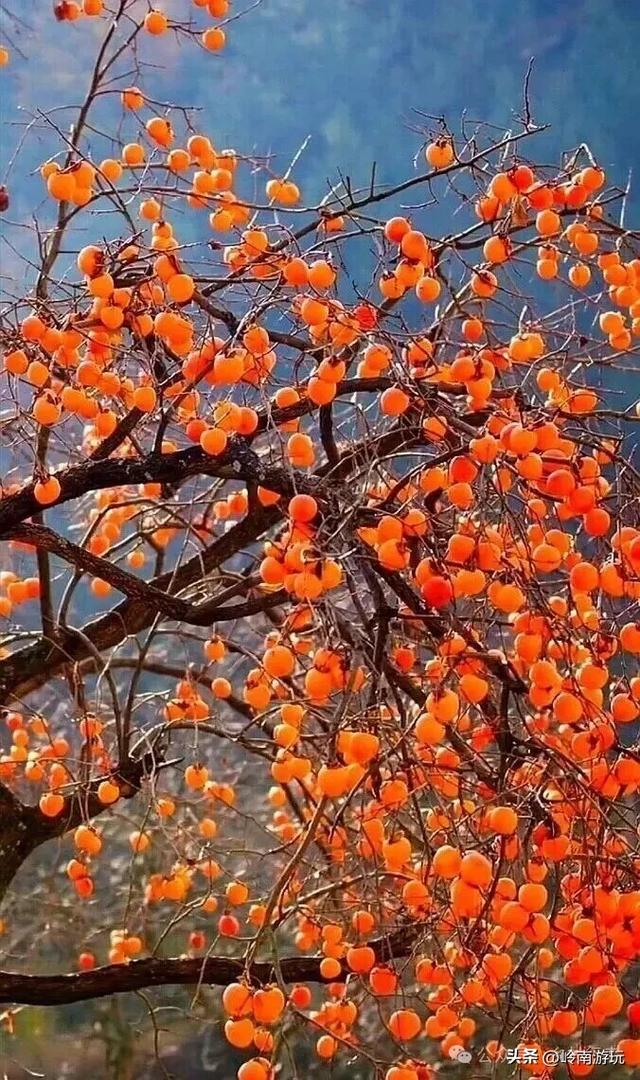 西安周边2小时行程内,免费摘柿子拍照打卡之地推荐!