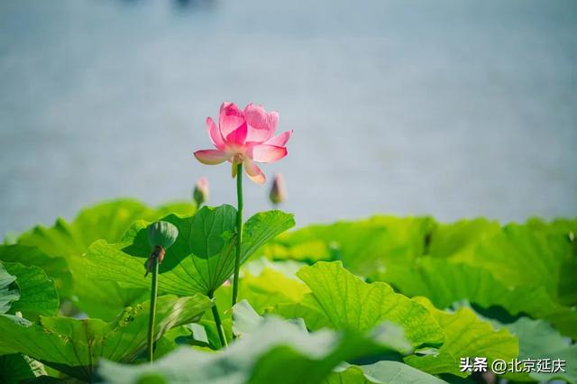 延庆：“好 运 莲 莲”~~