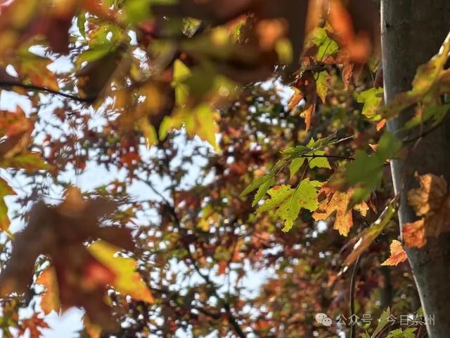 绝美！快来崇州收藏这份限定秋色