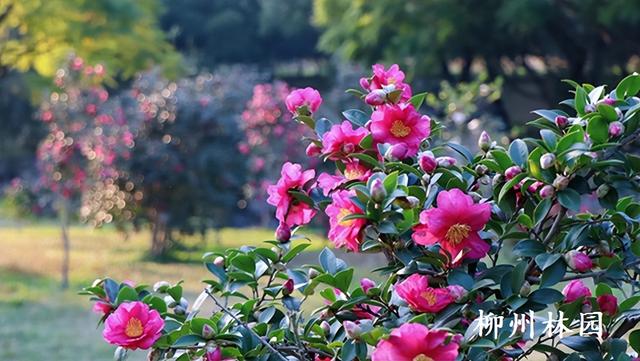 柳州市雀儿山公园茶梅盛放