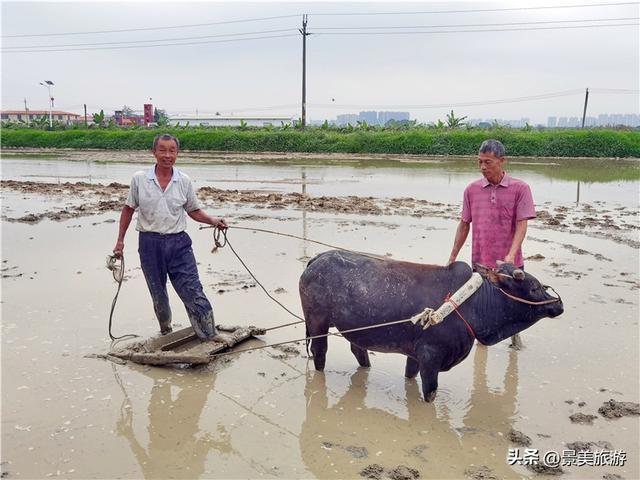 五一假期去哪儿？佛山紫南首届农耕文化节邀您共赴田园之约