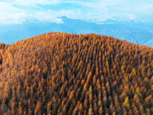 毛羽山，万亩松林鎏金。