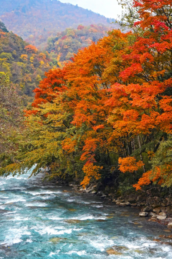 最佳观赏期！雅安的红叶彩林“封神”啦！