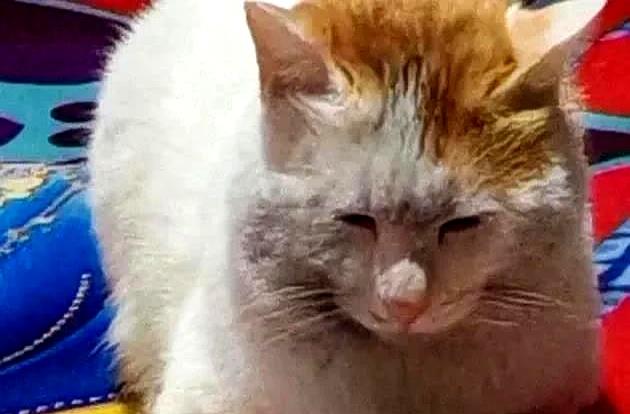 狸花猫打架输了，回家气呼呼地喝水，奶奶在旁一边安慰一边支招