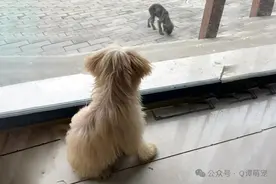 窗外总是会来一只流浪小黑狗，看到有家的宠物狗后，满眼都是羡慕与自卑，还好它最后有了归宿！图片