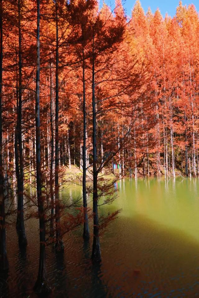 杉 杉 来 了 🤗🧣🧡