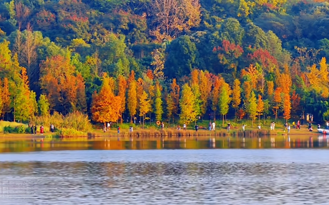 先收藏！成都1h直达最美水杉公园，小众人少、景美出片！