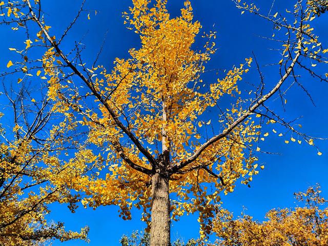 济南唐冶的深秋:碧空如玉、松柏叠翠、红枫似火、银杏镶金