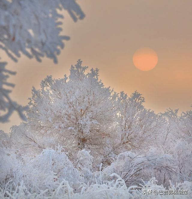 轮台胡杨林雾凇美出圈！这个冬天等你来打卡